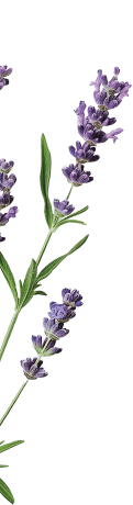 Lavendel illustratie