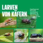 Larven von Käfern