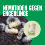 Nematoden gegen Engerlinge