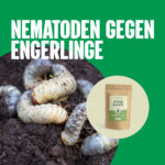 Nematoden gegen Engerlinge