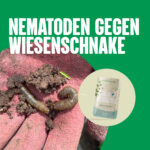Nematoden gegen Wiesenschnake
