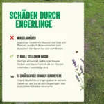 Schäde durch engerlinge