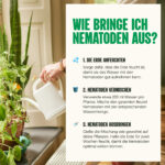 Wie bringt man Nematoden aus