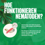 Wie funktionieren nematoden gegen engerlinge