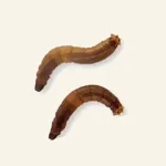 Wiesenschnaken im boden