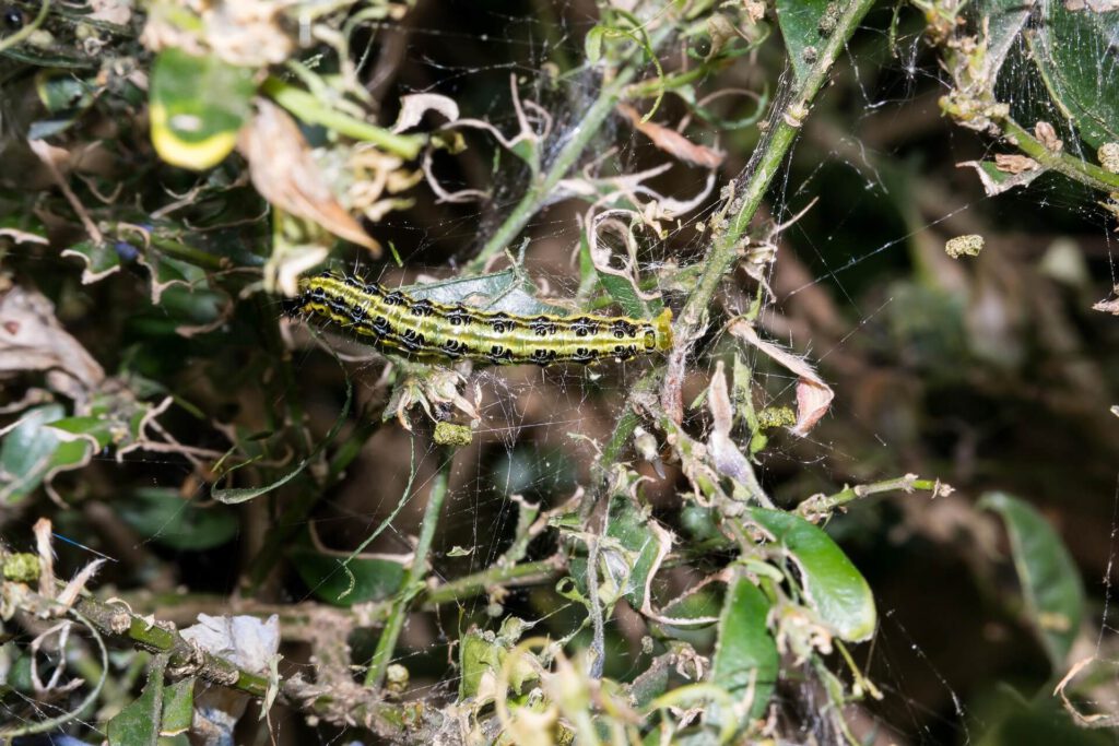 Schade buxusmot herkennen