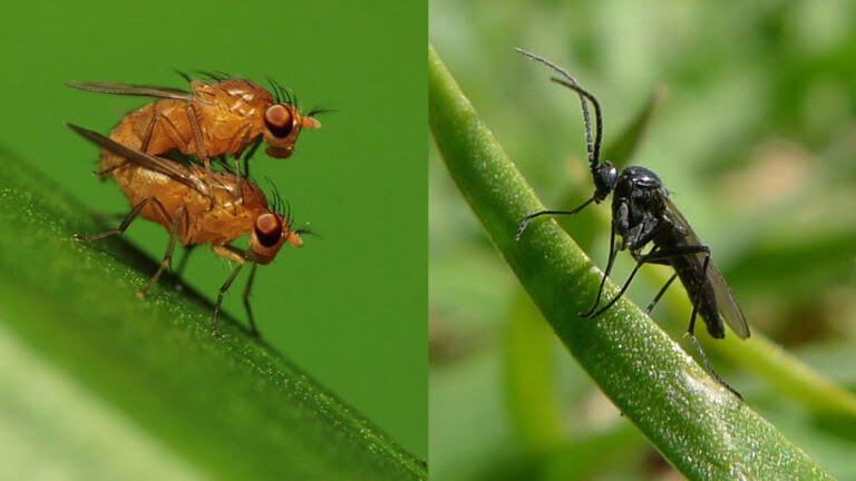 Unterschied zwischen Fruchtfliegen und Trauermücken, Bekämpfung mit Nematoden.