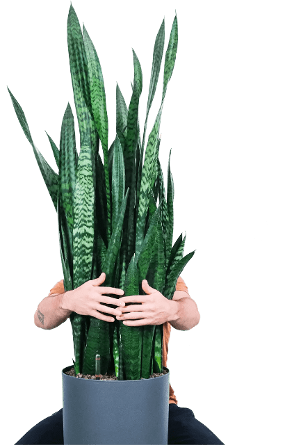 Nematodenshop Mann mit Pflanze