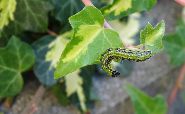 Buchsbaumzünslerlarven erkennen und bekämpfen