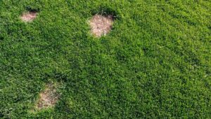 Schadbild von Emelten im Rasen