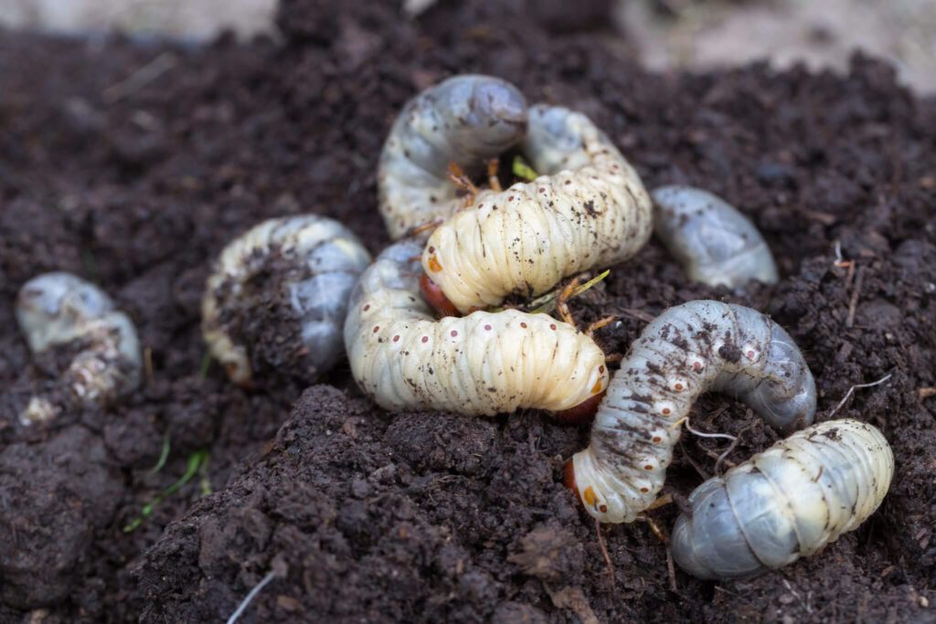 Engerlingenbekämpfung mit Nematoden