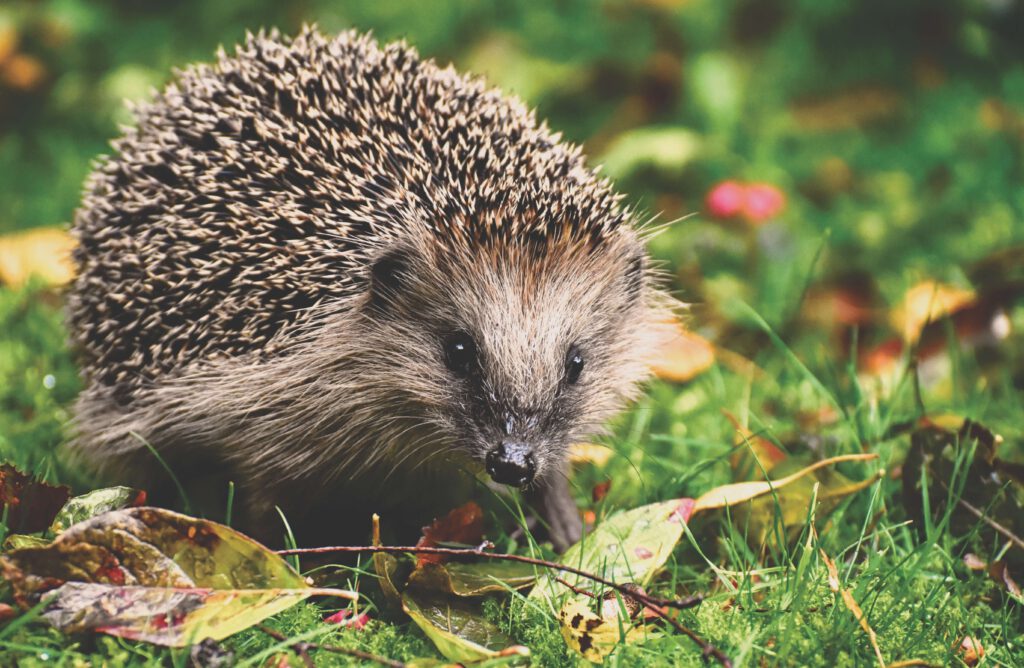Schneckennahrung für Igel