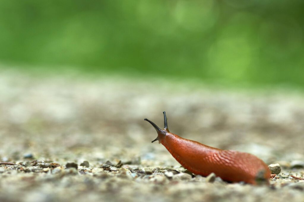 Nacktschnecken bekämpfen mit nematoden