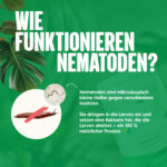 Wie funktionieren nematoden bei Nacktschnecken