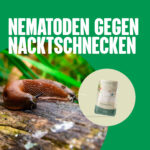 Nematoden gegen Nacktschnecken