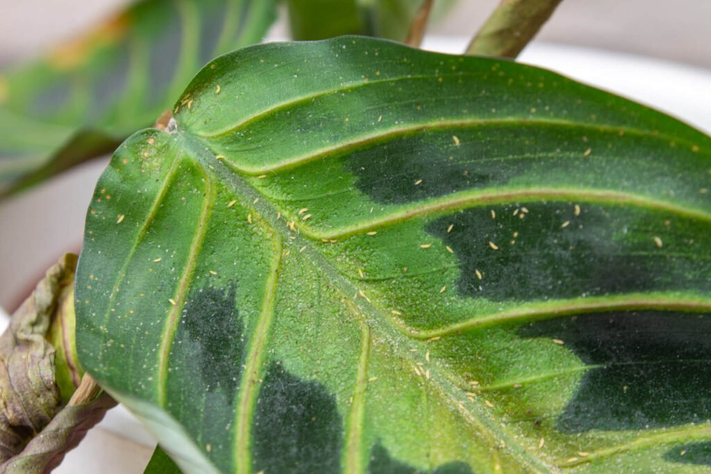 Thripse auf umweltfreundliche Weise bekämpfen.