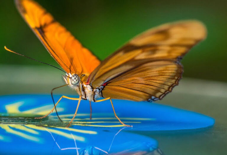 Rückgang der Insekten in den Niederlanden