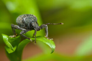 Den Buchsbaumzünsler bekämpfen