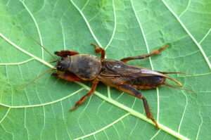 Maulwurfsgrillen erkennen - Nematoden zur Bekämpfung