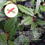 Dickmaulrüssler larven