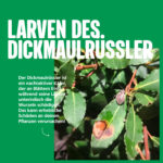 Larven des Dickmaulrüssler