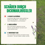 Schäde durch Dickmaulrüssler