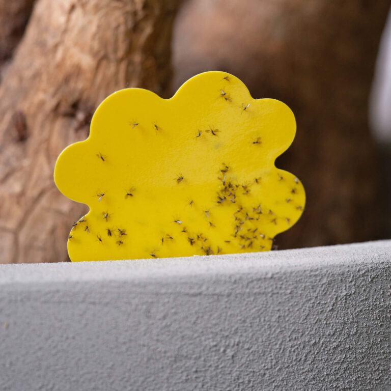 trauermücken an derklebefalle