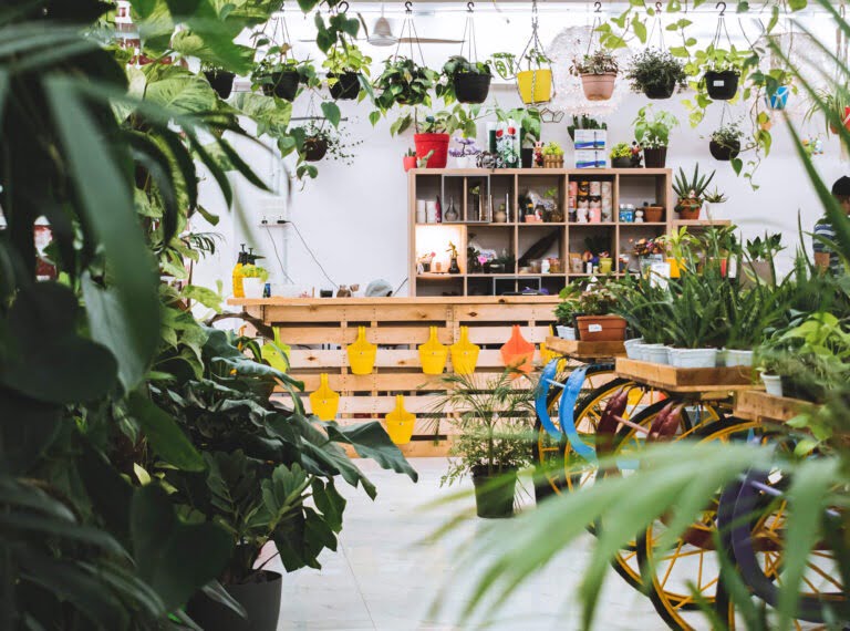 Woher kommen Trauermücken?