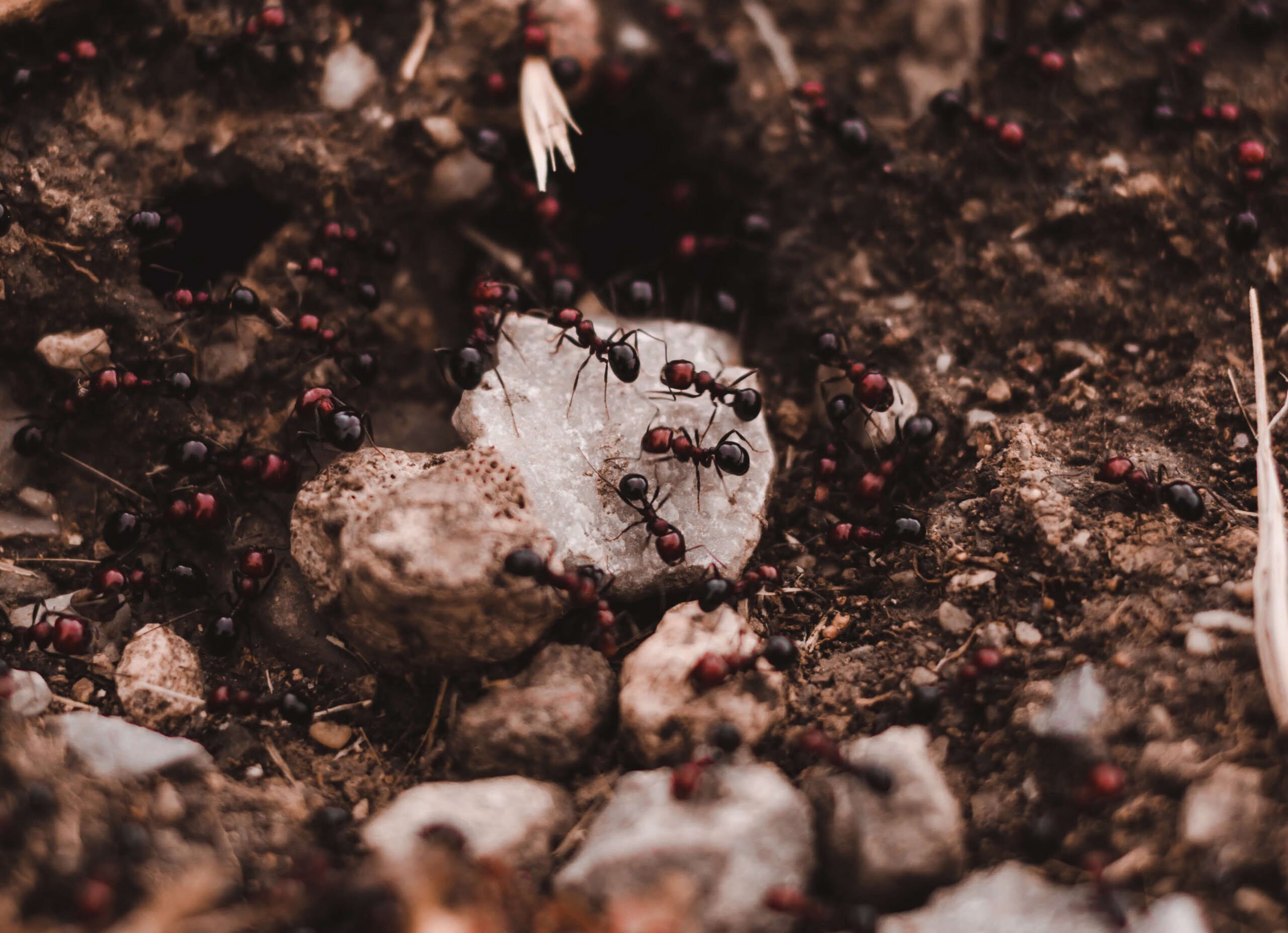 Ameisen im Winterschlaf
