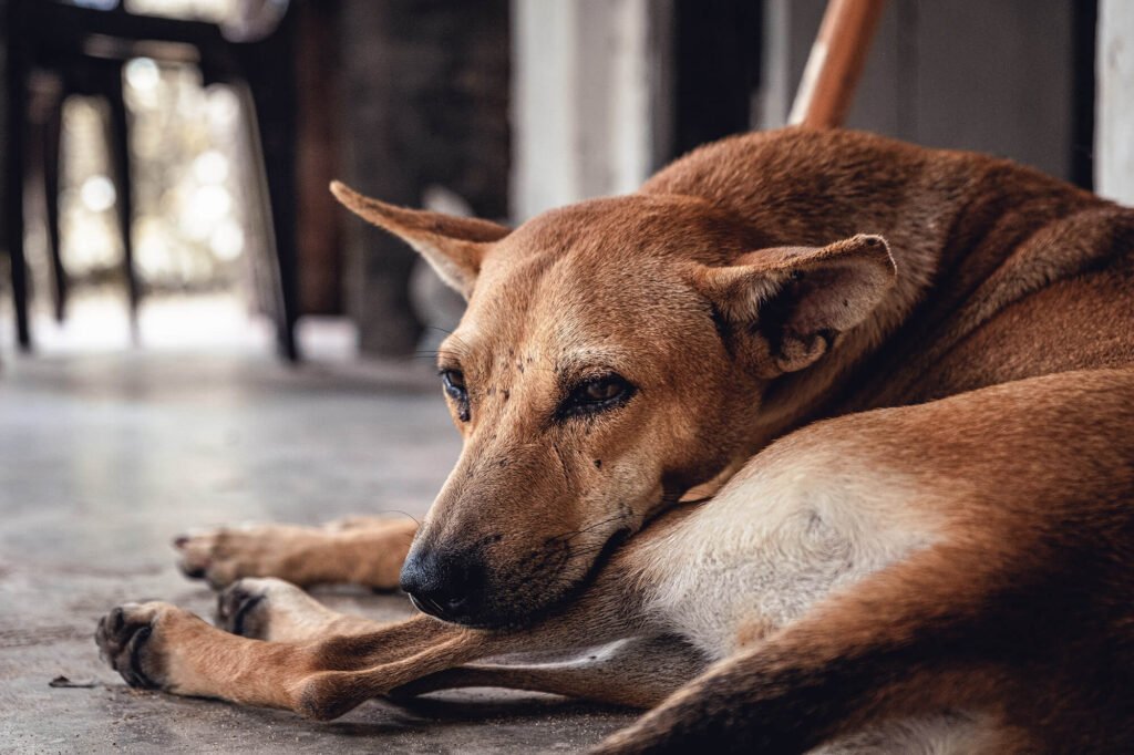 Zecken sind gefährlich für Hunde und Menschen.