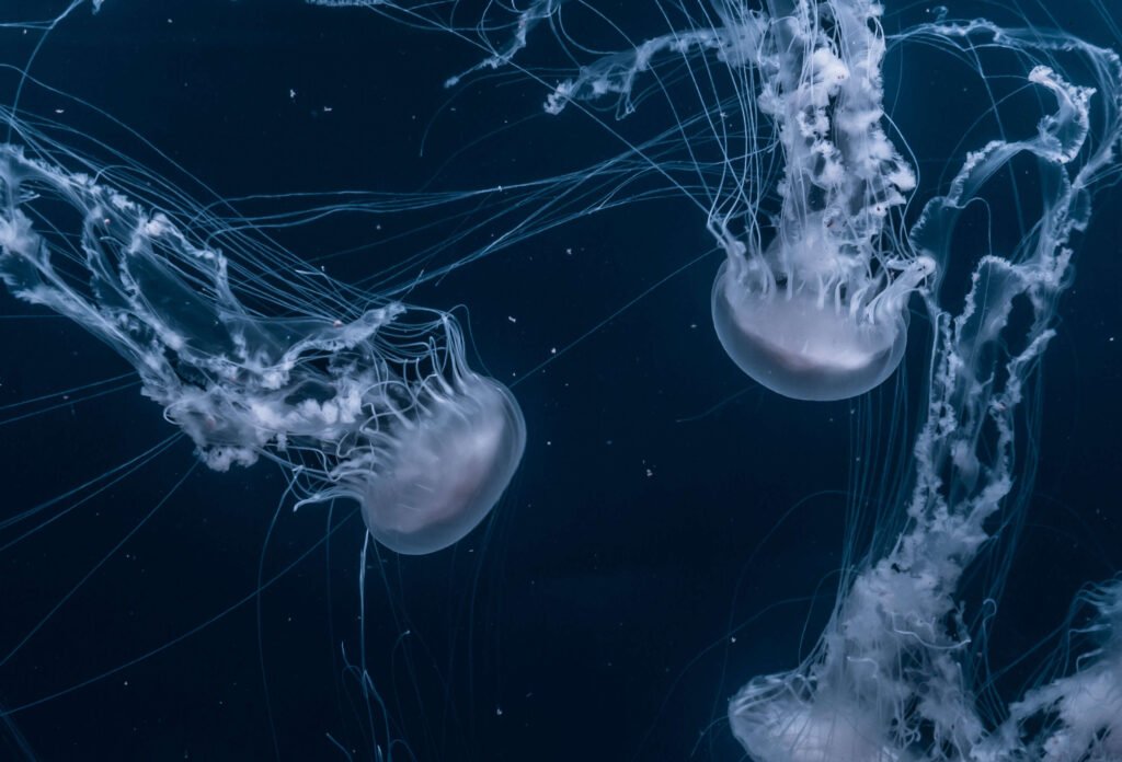 Ursprung der Nematoden