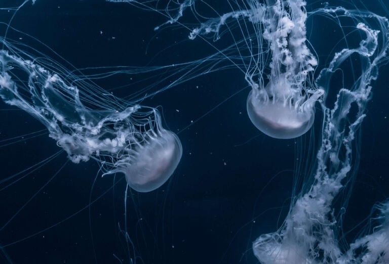 Ursprung der Nematoden