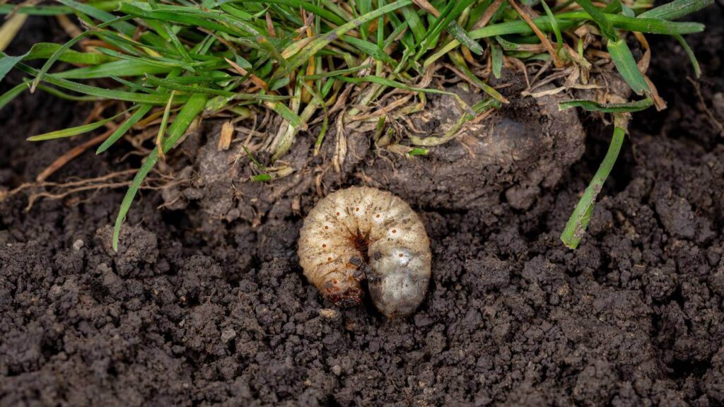 Engerlinge im Garten - nematodenshop.de