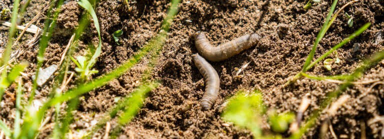 Engerlinge im Rasen