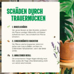 Trauermücken schadensbild