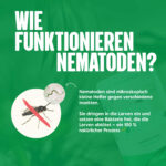 Wie funktionieren Trauermücken