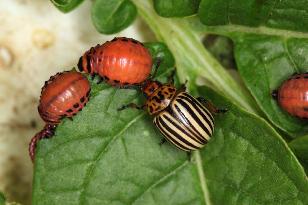 Colorado-Kartoffelkäfer in den Niederlanden erkennen