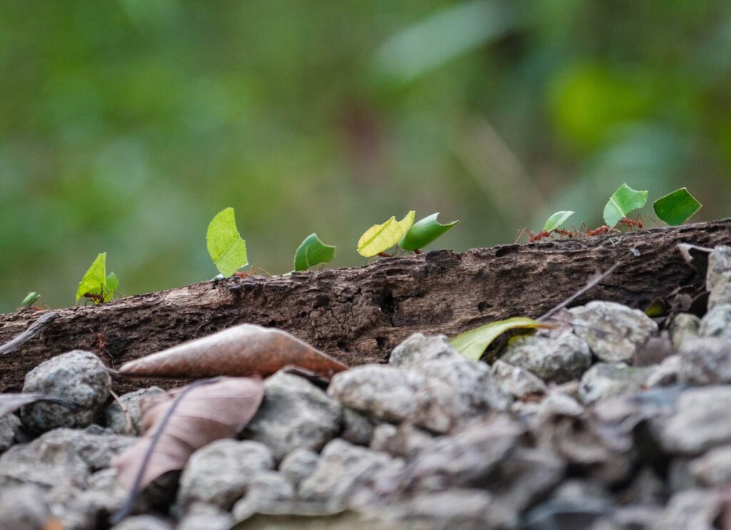 Nützliche Ameisen in Ihrem Garten