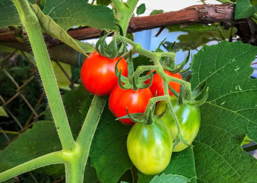 Tomaten selbst anbauen