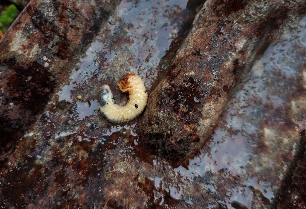 Engerlinge bekämpfen in Deutschland