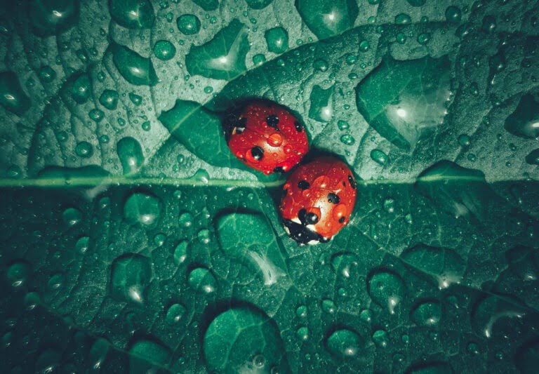 Marienkäfer im Regen