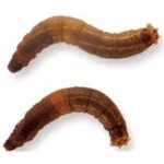 Wiesenschnaken-Larven