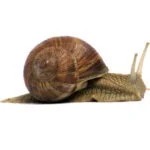 Nacktschnecken