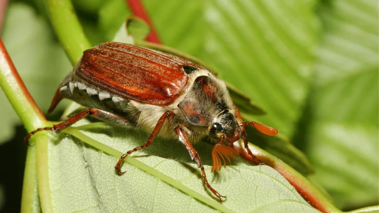 Arten von Maikaefern