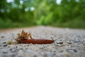 Fakten über Nacktschnecken