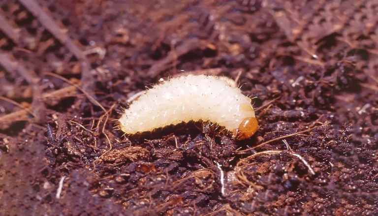 Larven des Dickmaulrüsslers