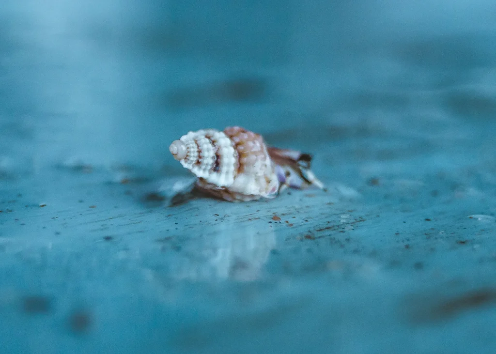 Meereschnecken im wasser