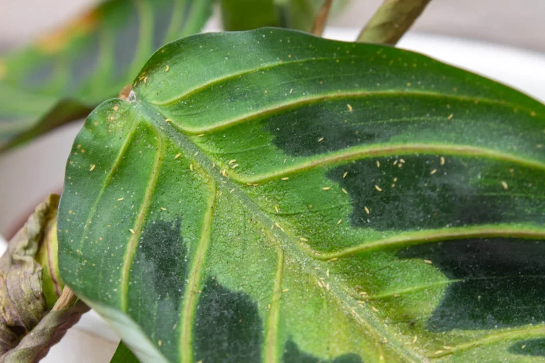 Bekämpfen Sie Thripse auf organische Weise