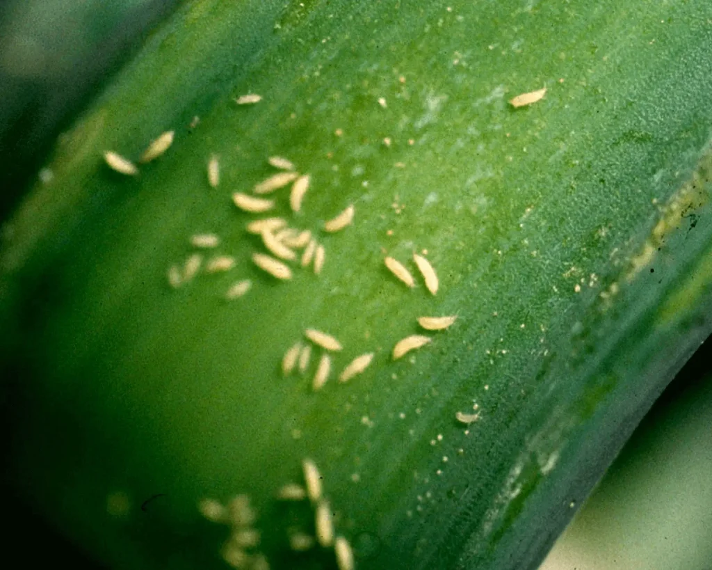 Bekämpfung von Thripsen an Pflanzen