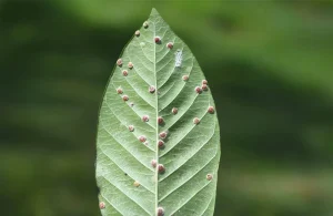 Blattläuse auf einem Blatt.